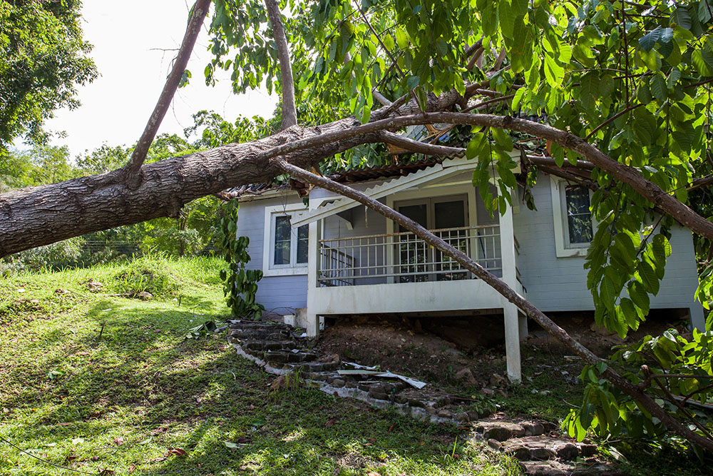 tree fell on house